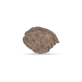 Apricot Seeds pack of 5
